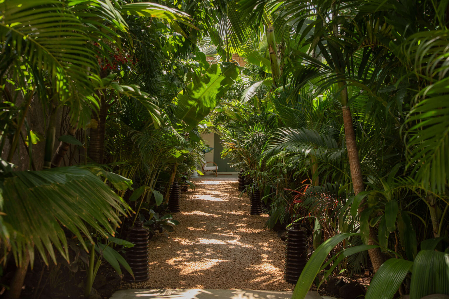 A verdant pathway through a garden of rare and exotic plants welcomes you in